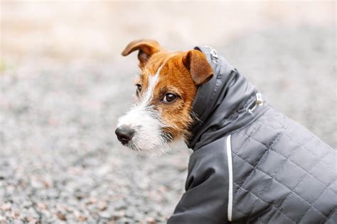 cappotto fendi cane|Cappottino per cane: i 10 più caldi per l'inverno .